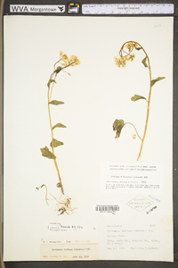 Cardamine bulbosa image