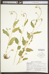 Cardamine bulbosa image