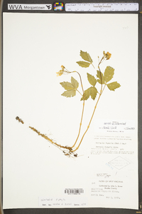 Cardamine diphylla image