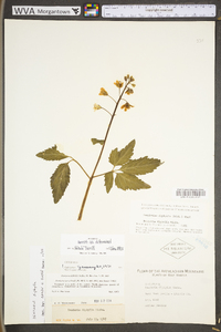 Cardamine diphylla image