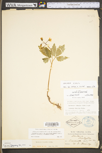 Cardamine diphylla image