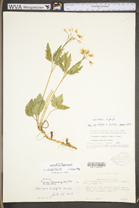 Cardamine diphylla image