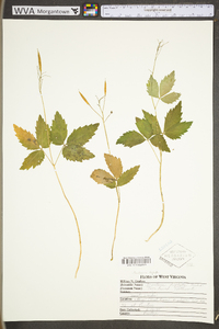 Cardamine diphylla image