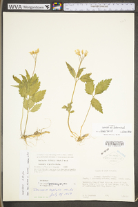 Cardamine diphylla image