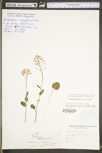 Cardamine douglassii image