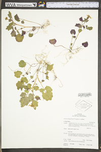 Cardamine flagellifera image