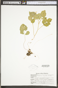 Cardamine flagellifera image