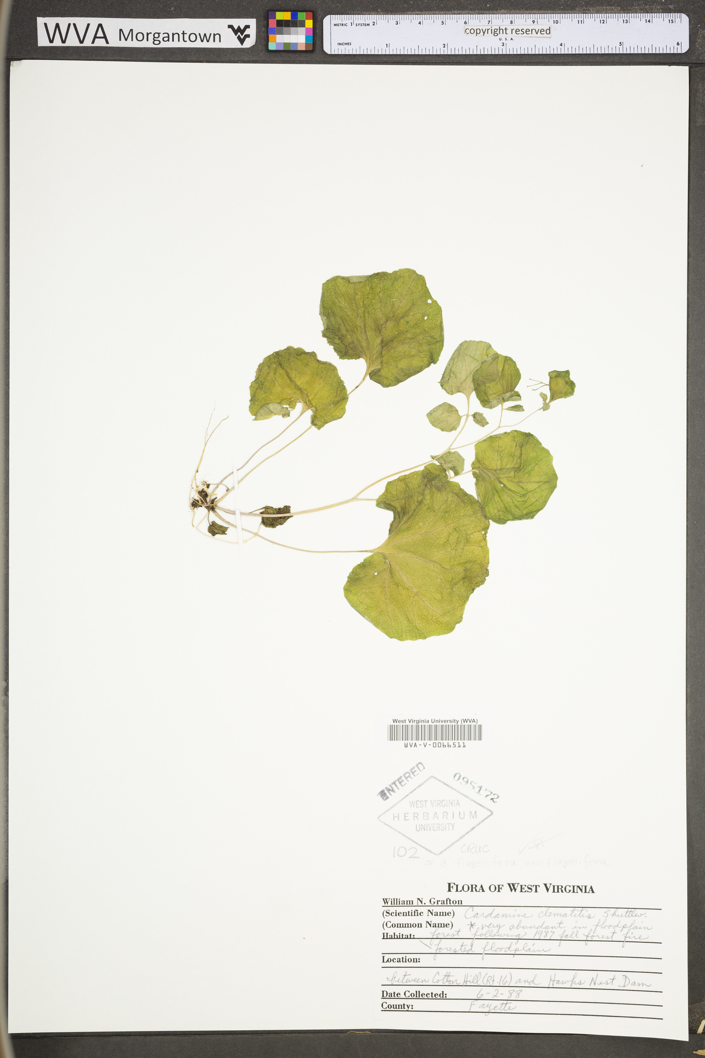 Cardamine flagellifera var. flagellifera image