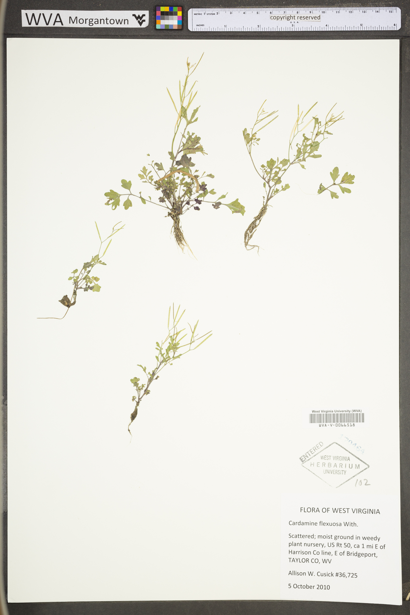 Cardamine flexuosa image