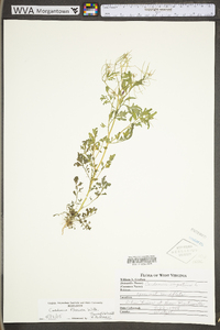 Cardamine impatiens image