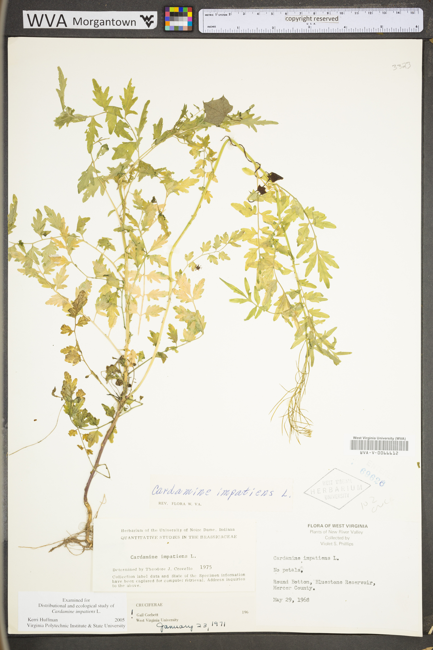 Cardamine impatiens image