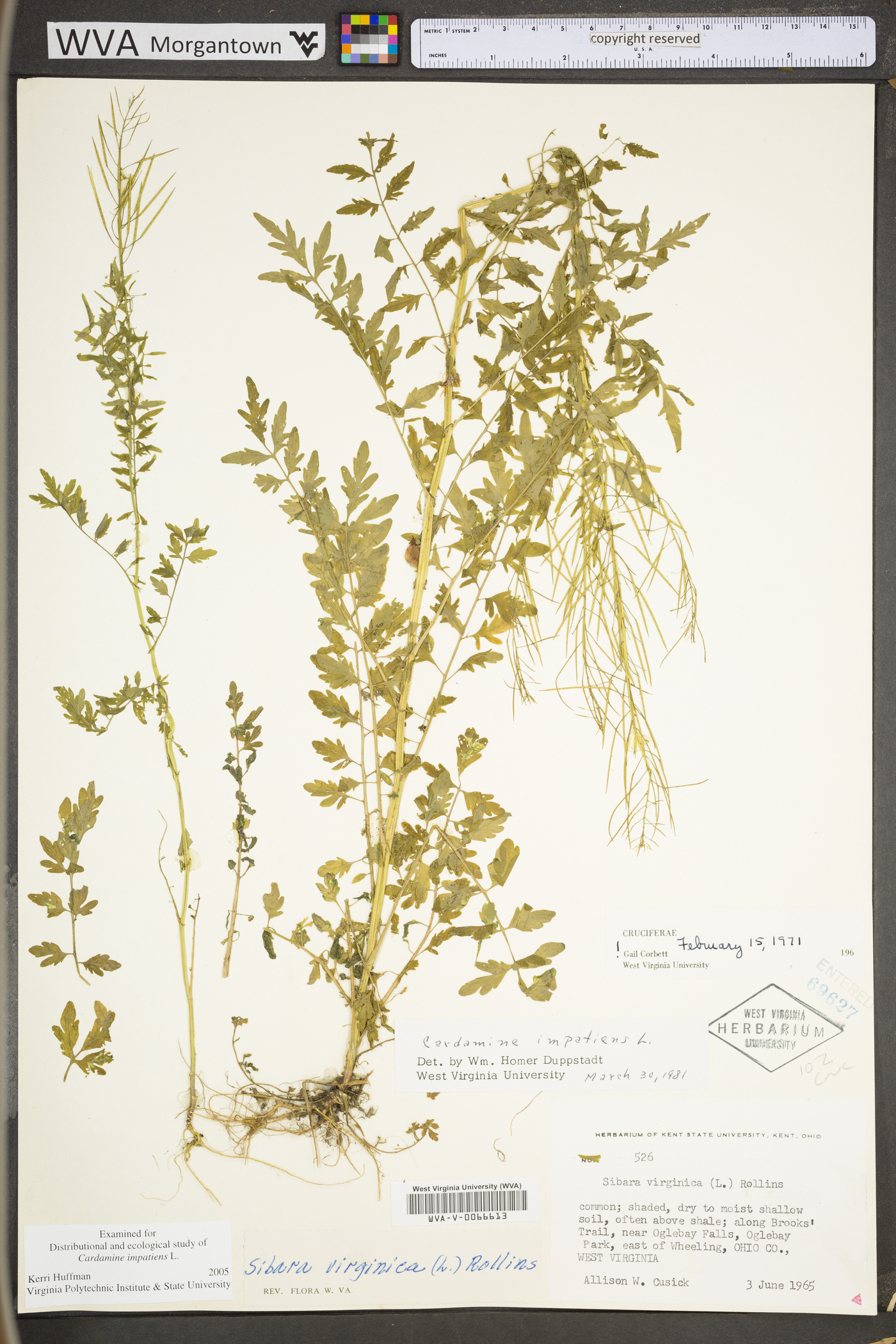 Cardamine impatiens image