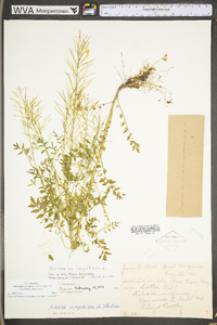 Cardamine impatiens image