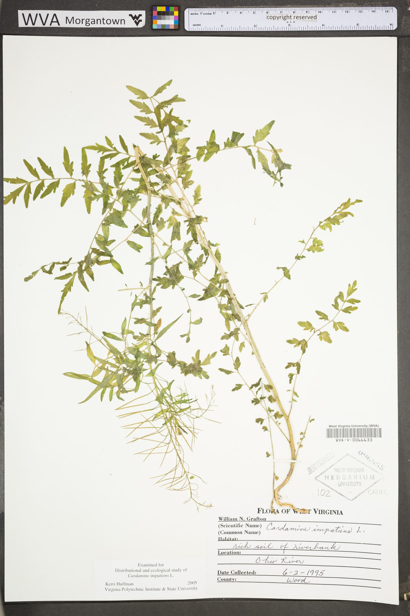 Cardamine impatiens image