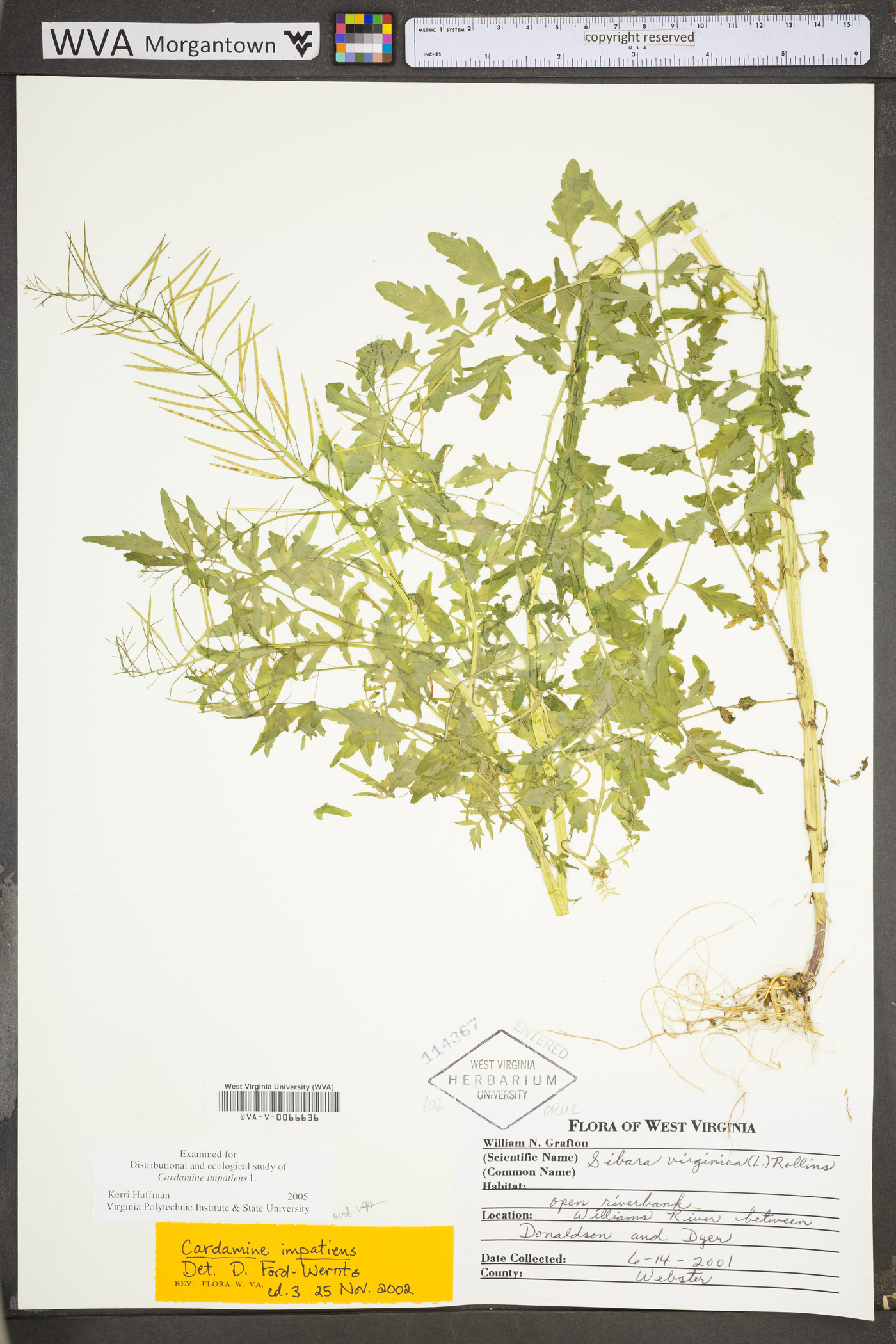 Cardamine impatiens image