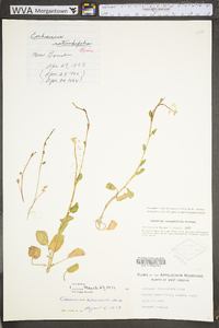 Cardamine rotundifolia image