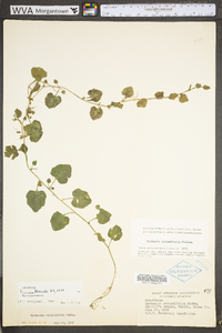 Cardamine rotundifolia image