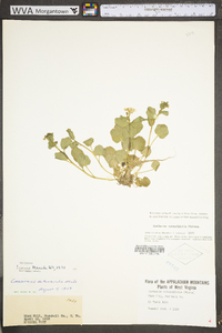 Cardamine rotundifolia image