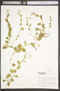 Cardamine rotundifolia image