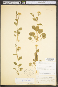 Cardamine rotundifolia image