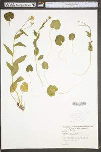 Cardamine rotundifolia image