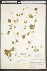 Cardamine rotundifolia image