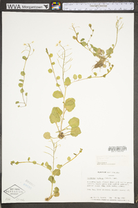Cardamine rotundifolia image