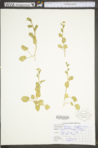 Cardamine rotundifolia image