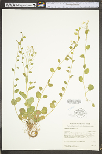 Cardamine rotundifolia image