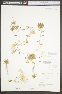 Draba ramosissima image