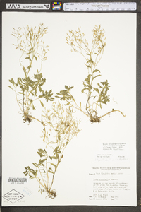 Draba ramosissima image