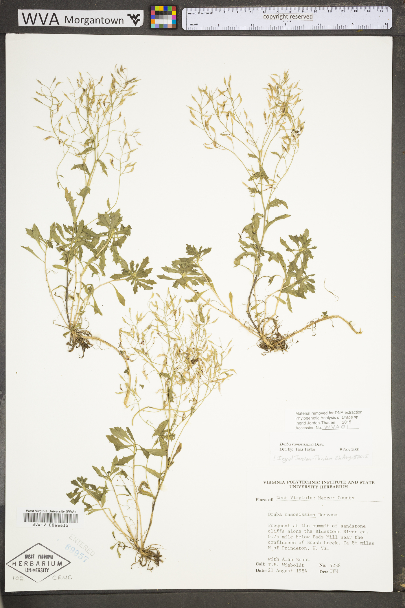 Draba ramosissima image