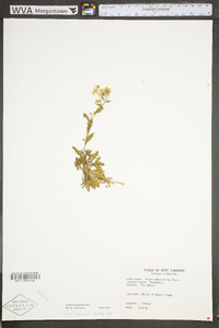 Draba ramosissima image