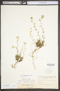 Draba ramosissima image