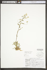 Draba ramosissima image