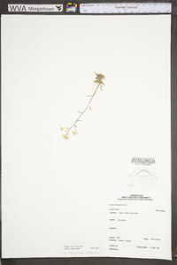 Draba ramosissima image