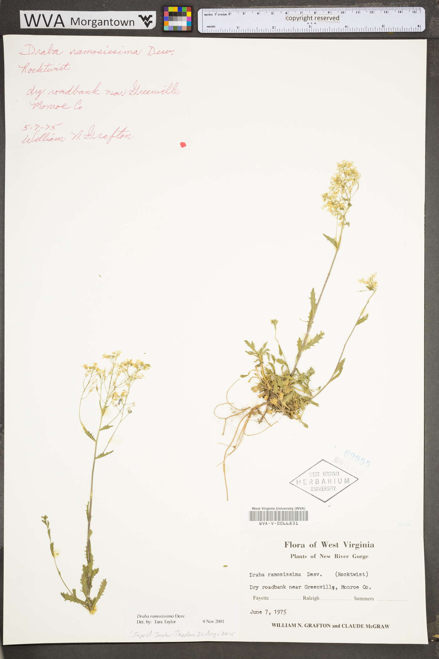 Draba ramosissima image