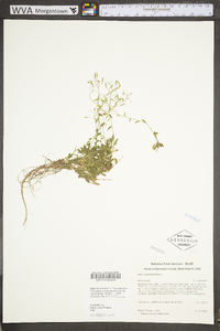 Draba ramosissima image