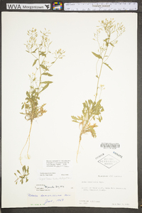 Draba ramosissima image