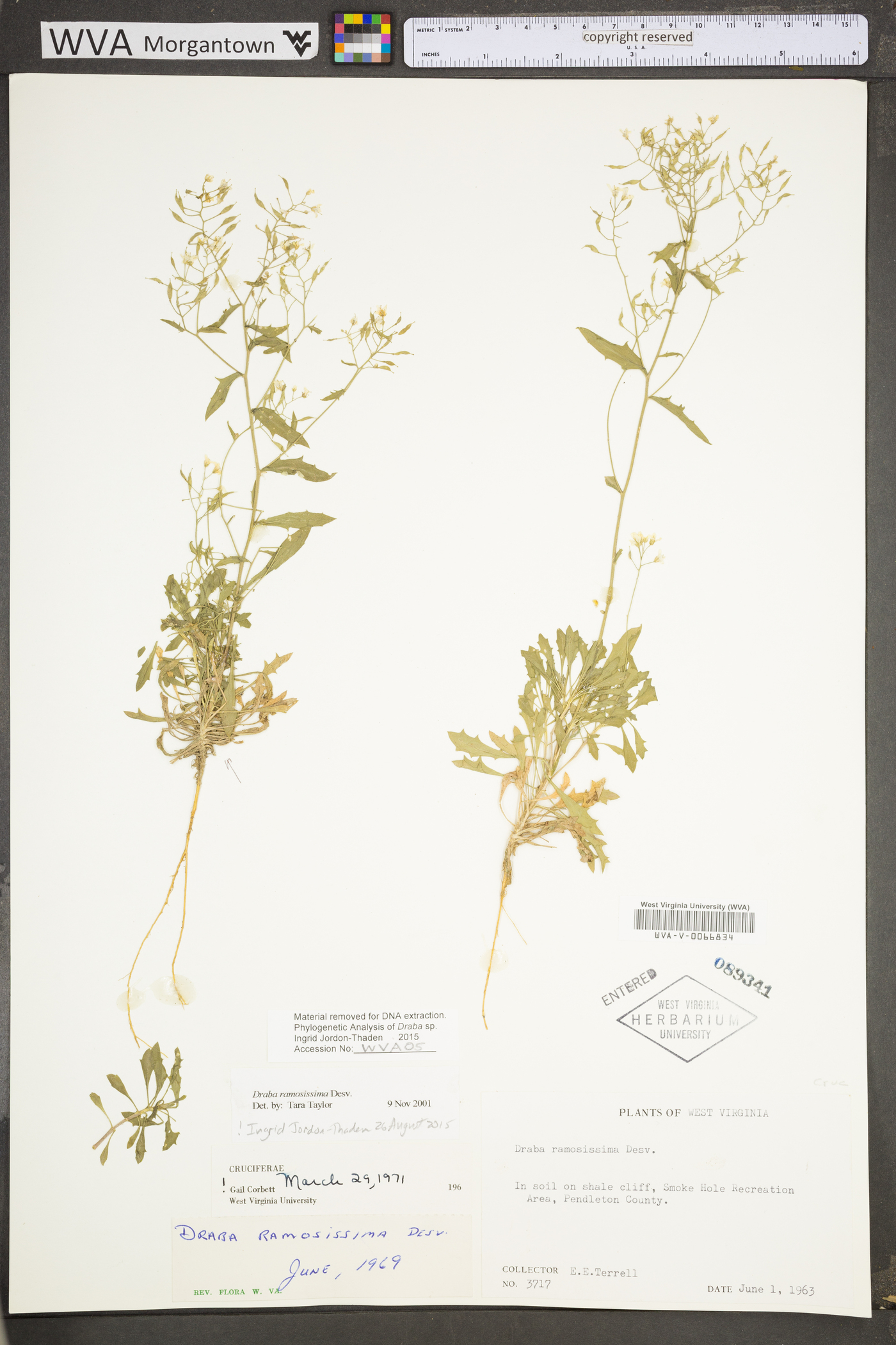 Draba ramosissima image