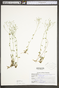 Draba ramosissima image