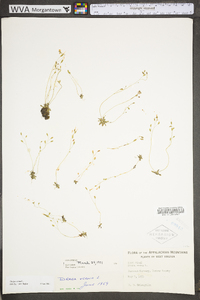 Draba verna image