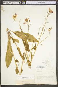 Hesperis matronalis image