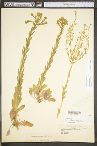 Lepidium campestre image