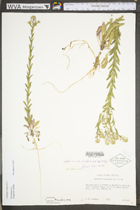 Lepidium campestre image