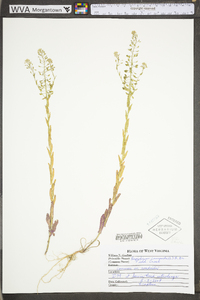 Lepidium campestre image