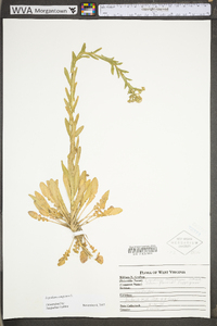 Lepidium densiflorum image