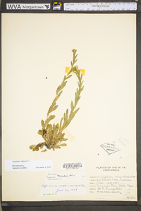 Lepidium campestre image