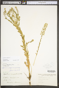 Lepidium campestre image