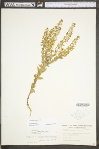 Lepidium campestre image